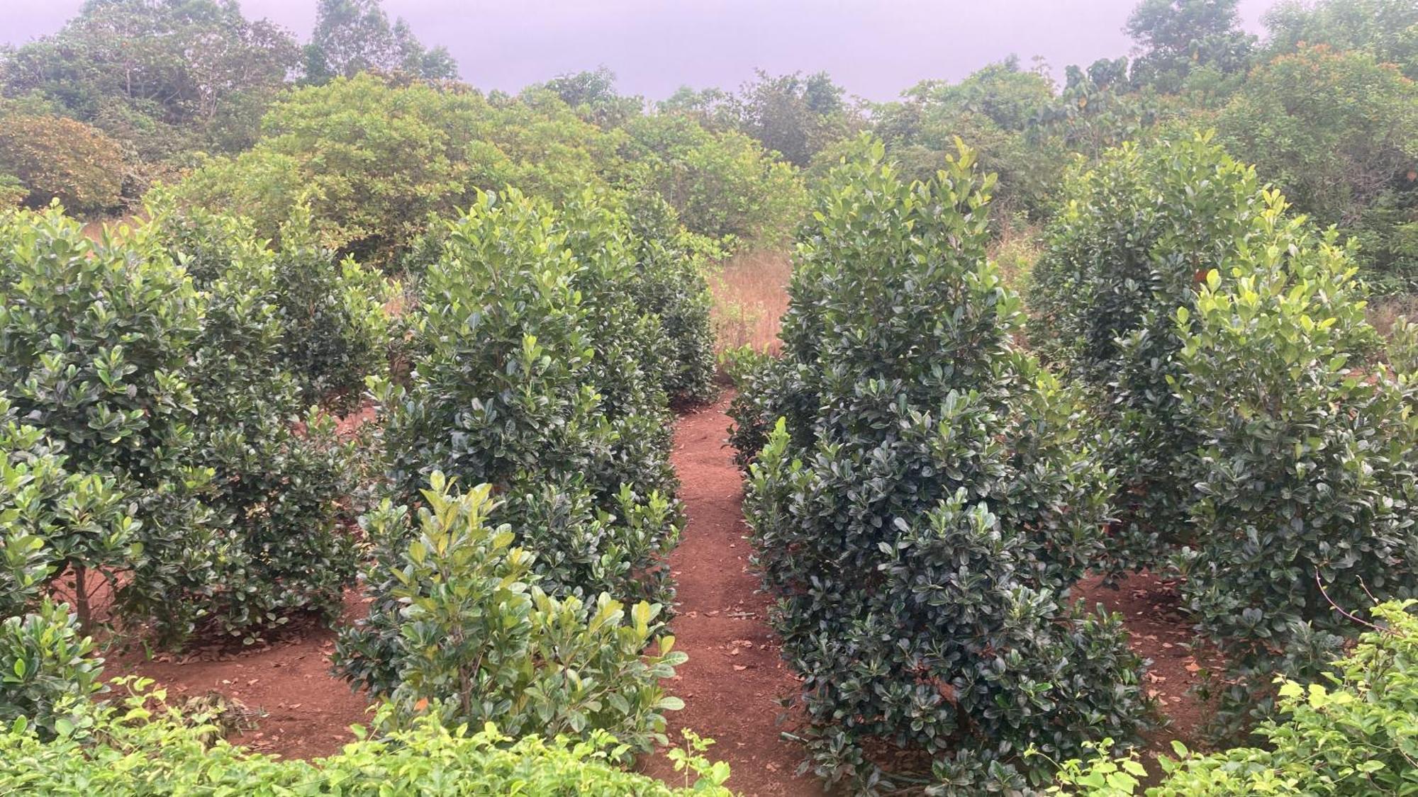 Вилла Mo'S Agro Pappinisseri Экстерьер фото